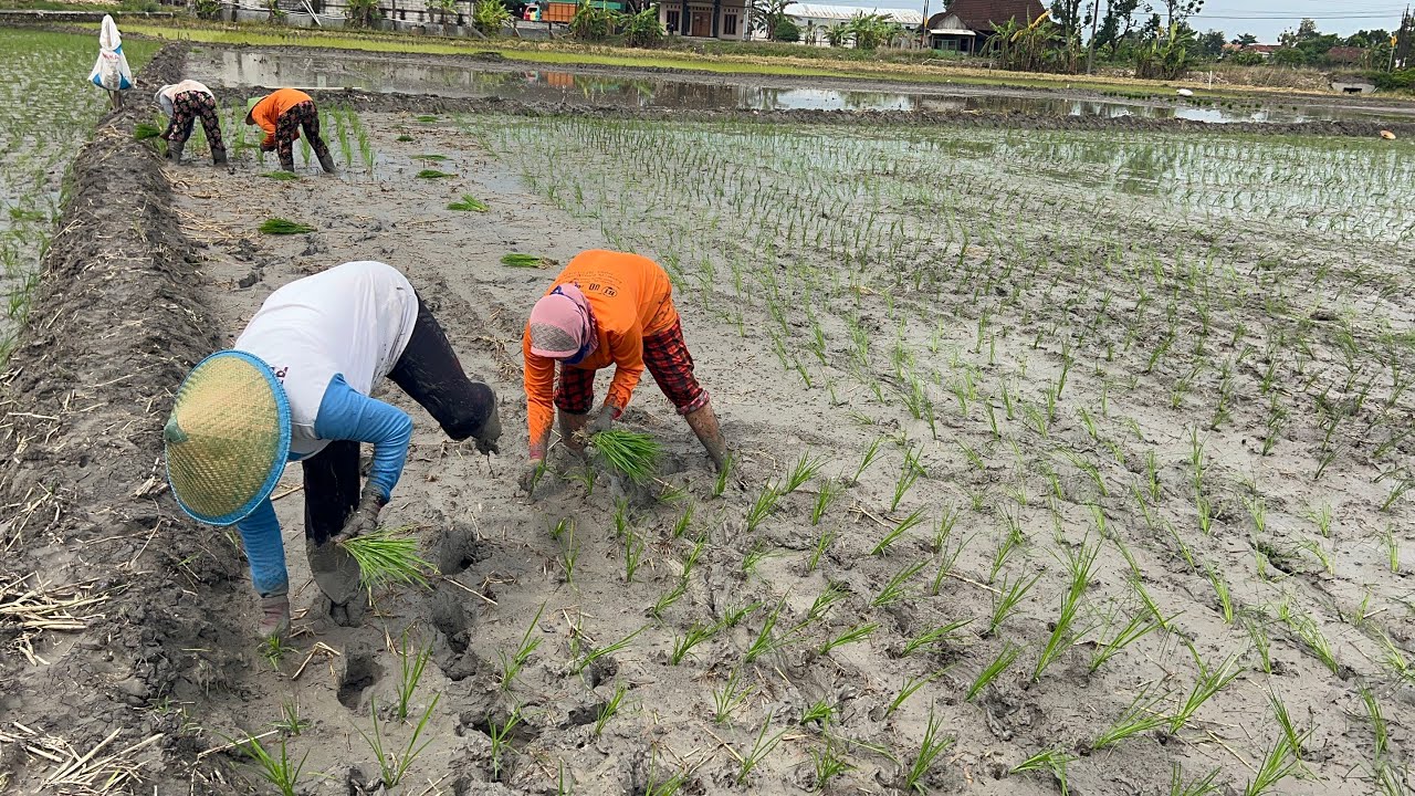 TANDURRR POSO POSO 2 JAM BAYARANE ABANG ABANG BERKAH BAROKAH