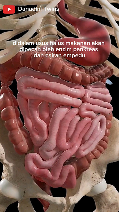 proses pencernaan makanan pada manusia #kesehatan #humandigestivesystem #mekanismepencernaan