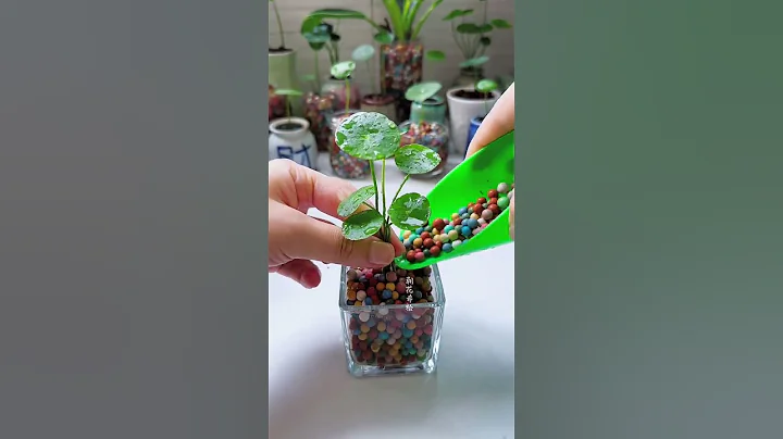 "Top 5 Easy Indoor Plants for First-Time Plant Parents!"#shorts#short#ashortaday#water#indoor#plants