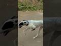 Kolhapur dog race 🚀😱 || kolhapur dog racing / dog race maharashtra || #shorts #arfyads