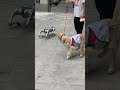 🐕What happens when a dog encounters a robot dog?🤔 Dog's reaction🐶 #robotdog #shorts #viral #puppy