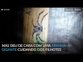 Homem encontra ninho assustador em casa na AustrÃ¡lia