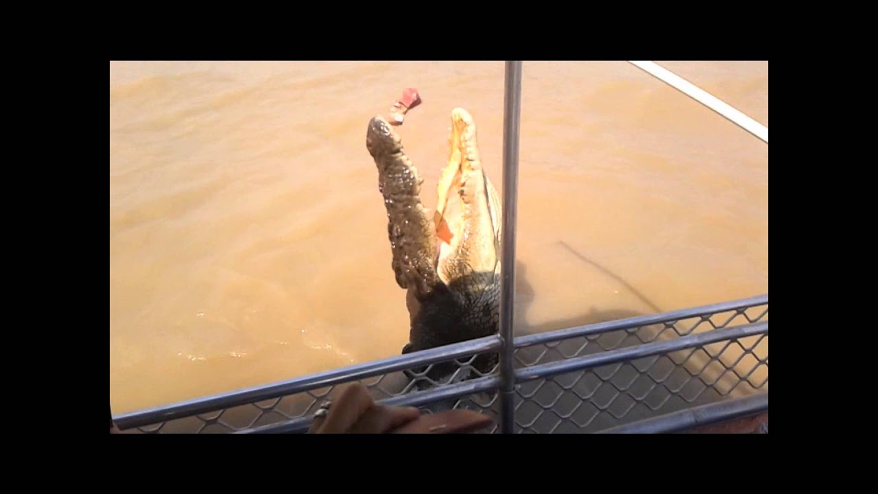 The Jumping Crocodiles of Adelaide River feat. Brutus and Dominator YouTube