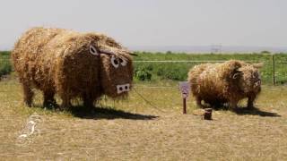 Бахча Пономаревых. Соломенные аттракционы возле Ставрополя