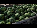Ягоды-гиганты: бахчеводы Самарской области собирают урожай арбузов