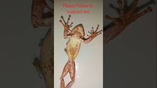 a playful little frog”