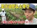 里芋の追肥＆土寄せ　土寄せ時の時期と注意点