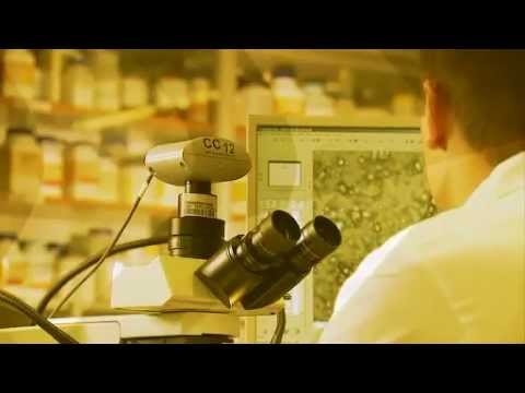 расшифровка кукурузного эгу