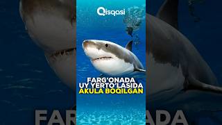 Fargʻonada uy yertoʻlasida akula boqilgan