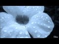 Om Namo - Deva Premal