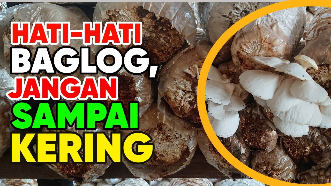 CARA MENGATASI BAGLOG JAMUR TIRAM KERING YouTube