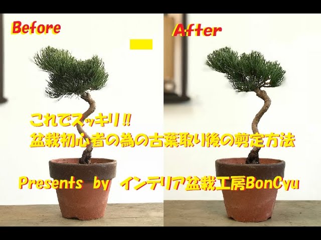 五葉松（かなり持ち込み古い） goyoumatu9.jpg