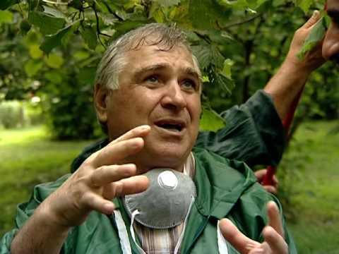 ''ჩვენი ფერმა''დავით ბირკაძესთან  ''ამერიკული თეთრი პეპელა''