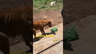 Juliana Bonde desce do ônibus pra dar comida ao cachorro de rua.