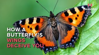 The butterfly effect: How these insects keep ecosystems flourishing | Beautiful News