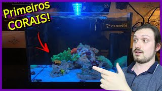 Coloquei os Primeiros CORAIS no Aquário Marinho!  - Softs/Moles screenshot 2