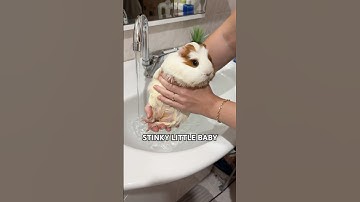 🥹 My stinky little baby #cutepets #cuteandfluffy #funnypets #guineapig #cuteness