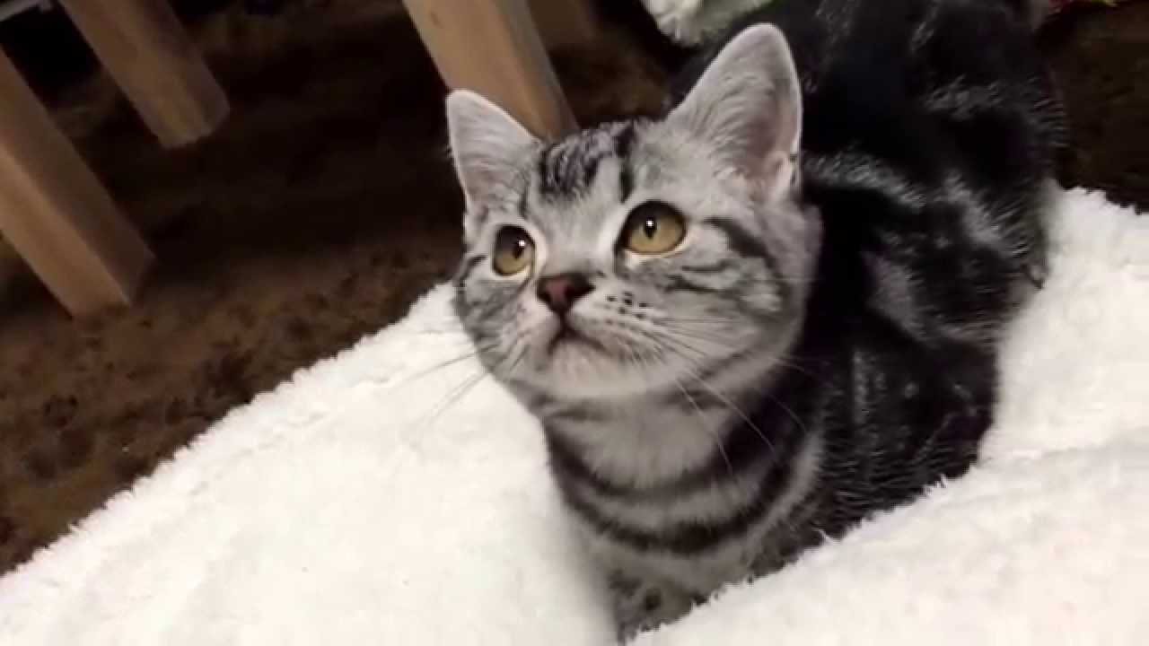 ｃａｔ 猫 ネコ アメリカンショートヘアーのマシュ 可愛いねこです 生後３ヶ月半可愛いアメショーです Youtube