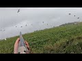Goose hunting - 18 birds