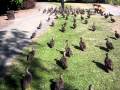Duck Feeding 3