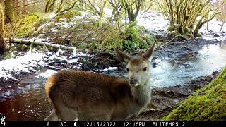 The most Cutest Baby Deer. This Red Deer Youngster gets curious about the camera. Isle of Skye