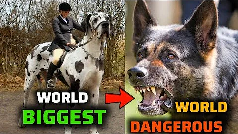 दुनिया के सबसे 10 खतरनाक कुत्ते | TOP 10 Dangerous dogs Breeds in the world 2025 [Hindi]