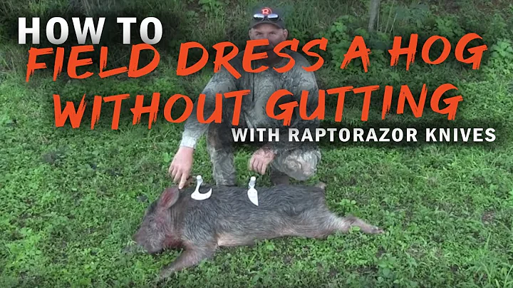 How to field dress a hog without gutting | Raptorazor knives.