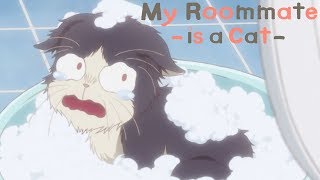 Bath Time | My Roommate is a Cat Bath Time | My Roommate is a Cat