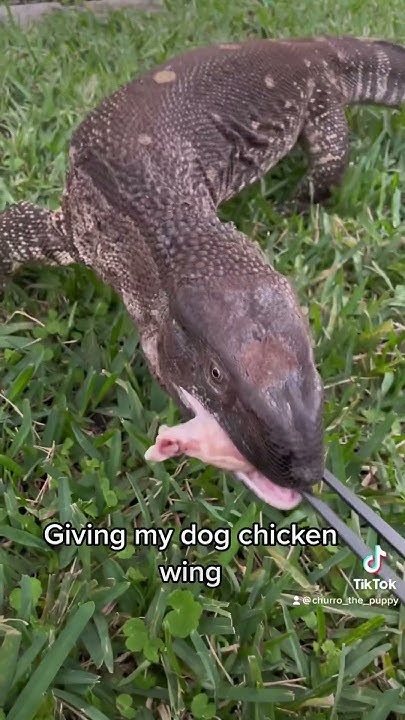 giving-my-dog-chicken-wing-youtube