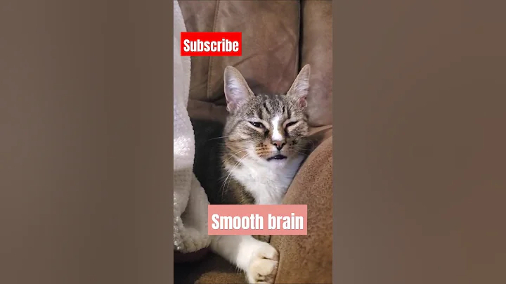 Watch the video about I just wrote a poem for Audrey 🐱📖 #cats #kitten #sweet #cute #funny #funnyanimals #sillykitty