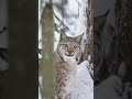 Почему у рыси такой короткий хвост?