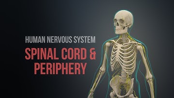 Human Nervous System (Part 1) - Spinal Cord and Periphery (Animation)