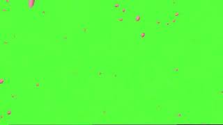 Rose petals falling green screen