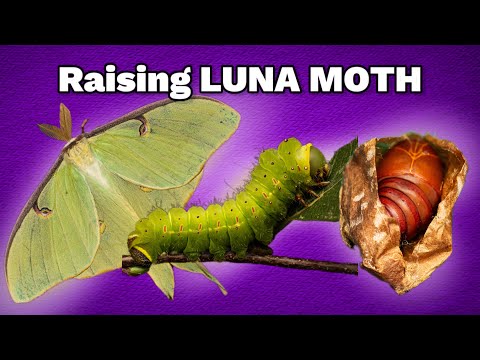 How To Take Care Of Luna Moth Caterpillars