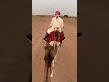 Al Maha Desert Resort Camel Ride