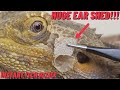 BEARDED DRAGON EAR SHED REMOVAL! SO ITCHY AND CRUNCHY! (LEFT EAR) UP CLOSE! 4K #shorts