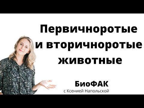 Первичноротые и вторичноротые животные