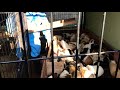 市川市動物公園のモルモットキャラバン の動画、YouTube動画。