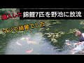 野池にデカイ錦鯉入れました【錦鯉7匹を野池に放流】　自宅池　アクアリウム　Amazing Koi　ปลาคราฟ　大型水槽　#錦鯉　飼育　濾過槽　当歳　#nisikigoi
