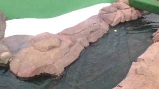 Putt Putt Kitty Hawk Nc