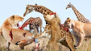 So Amazing... Mother Giraffe Fights Against Lions To Save Her Baby&#39;s Life - Lion Vs Giraffe