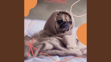 Pulsating Jazz Trio - Vibe for Training Dogs