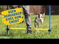 Agility  5 erreurs  viter avec votre chiot