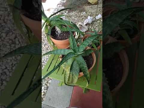 GARDEN TOUR (SHORT)