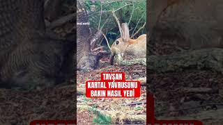 Tavşan Kartal Yavrusunu Yedi