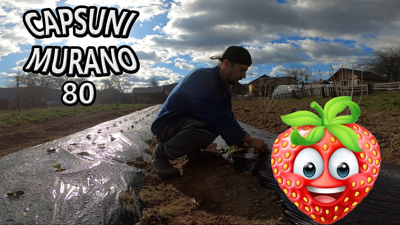 PLANTATIE DE CAPSUNI MURANO