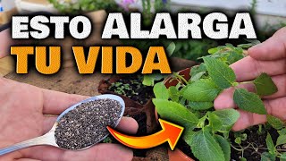 ALARGA tu VIDA y AUMENTA tu SALUD | PLANTA MEDICINAL POTENTE | CHIA Plantas  CURATIVAS y Saludables - YouTube