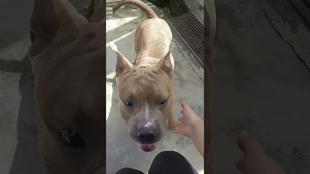 Я — легенда 🤣🐶 