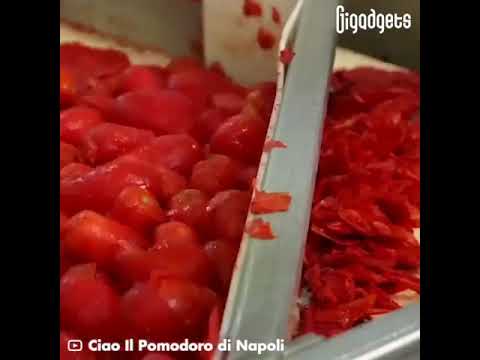 صناعة معجون الطماطم