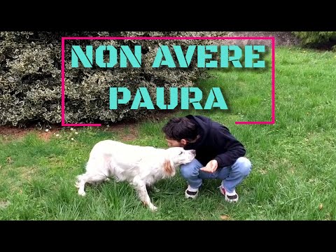 Video: Aggressione Correlata Alla Paura Nei Cani: Un Esempio Calzante